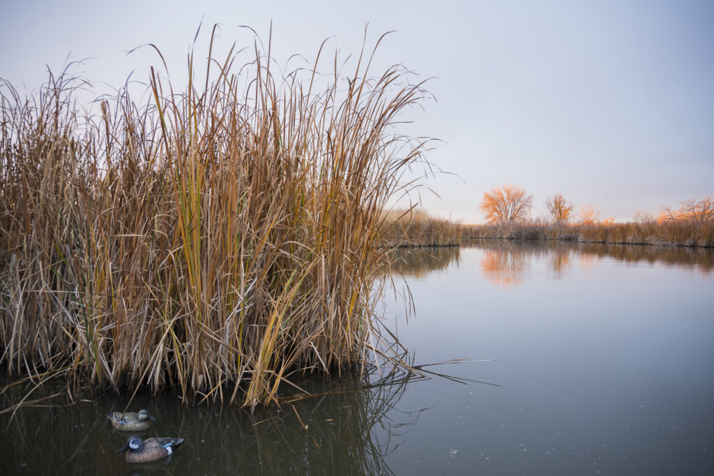 decoys in a marshy area