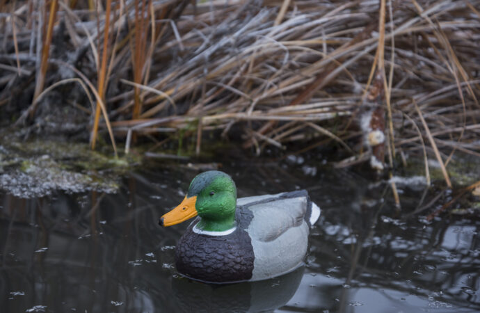 A mallard drake decoy