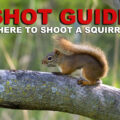 Where to shoot a squirrel when hunting