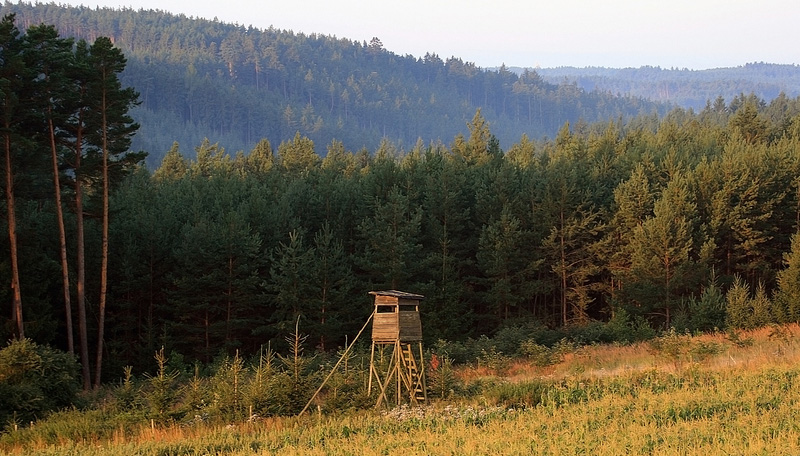 Deer stand in the middle of a clearing