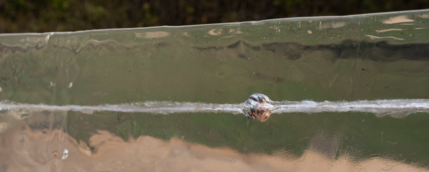 A hollow point bullet expanded in ballistic gelatin