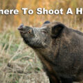 Where to shoot a wild hog